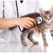 SanitaVet - cabinet veterinar